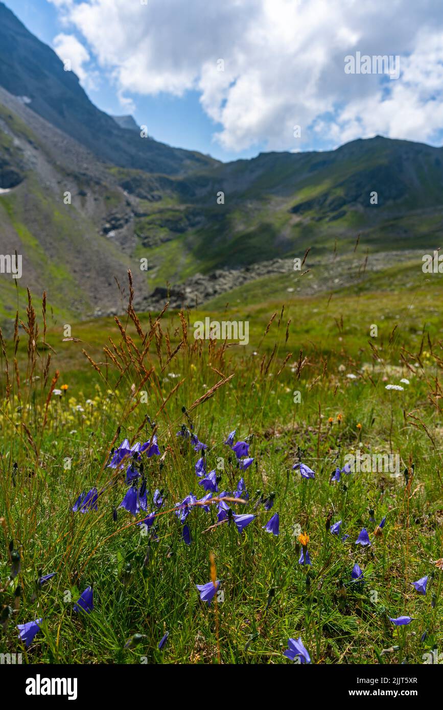 blaue Glockenblumen auf einer alpinen Weide am Schafberg bei Gargellen, Montafon, Österreich. Scena Sommer a den Bergen. ALP mit Blumen Foto Stock