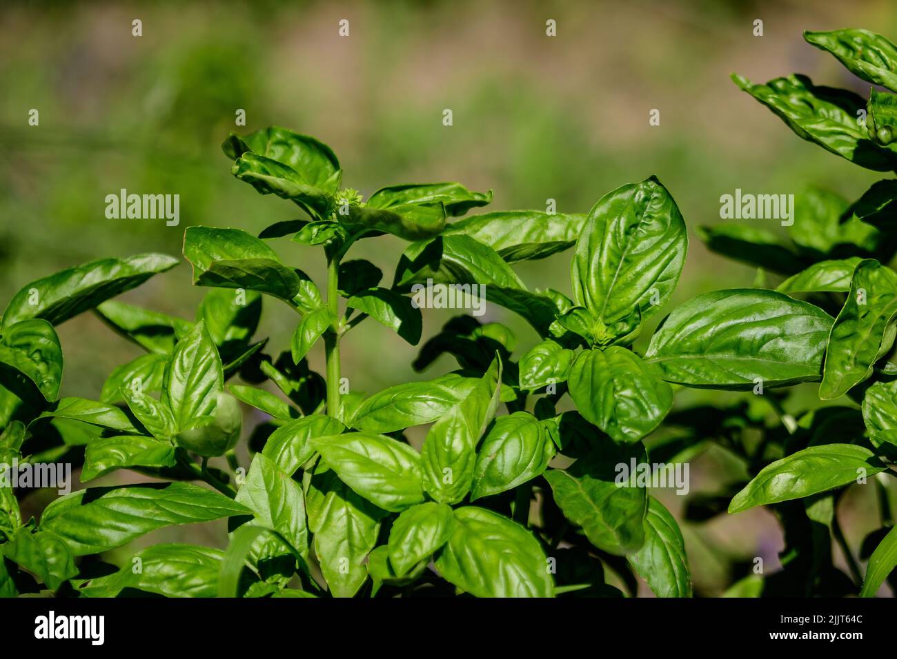 Molte foglie di basilico verde fresco e fiori in un giardino estivo solare biologico, erbe vegane sane fotografate con fuoco morbido Foto Stock