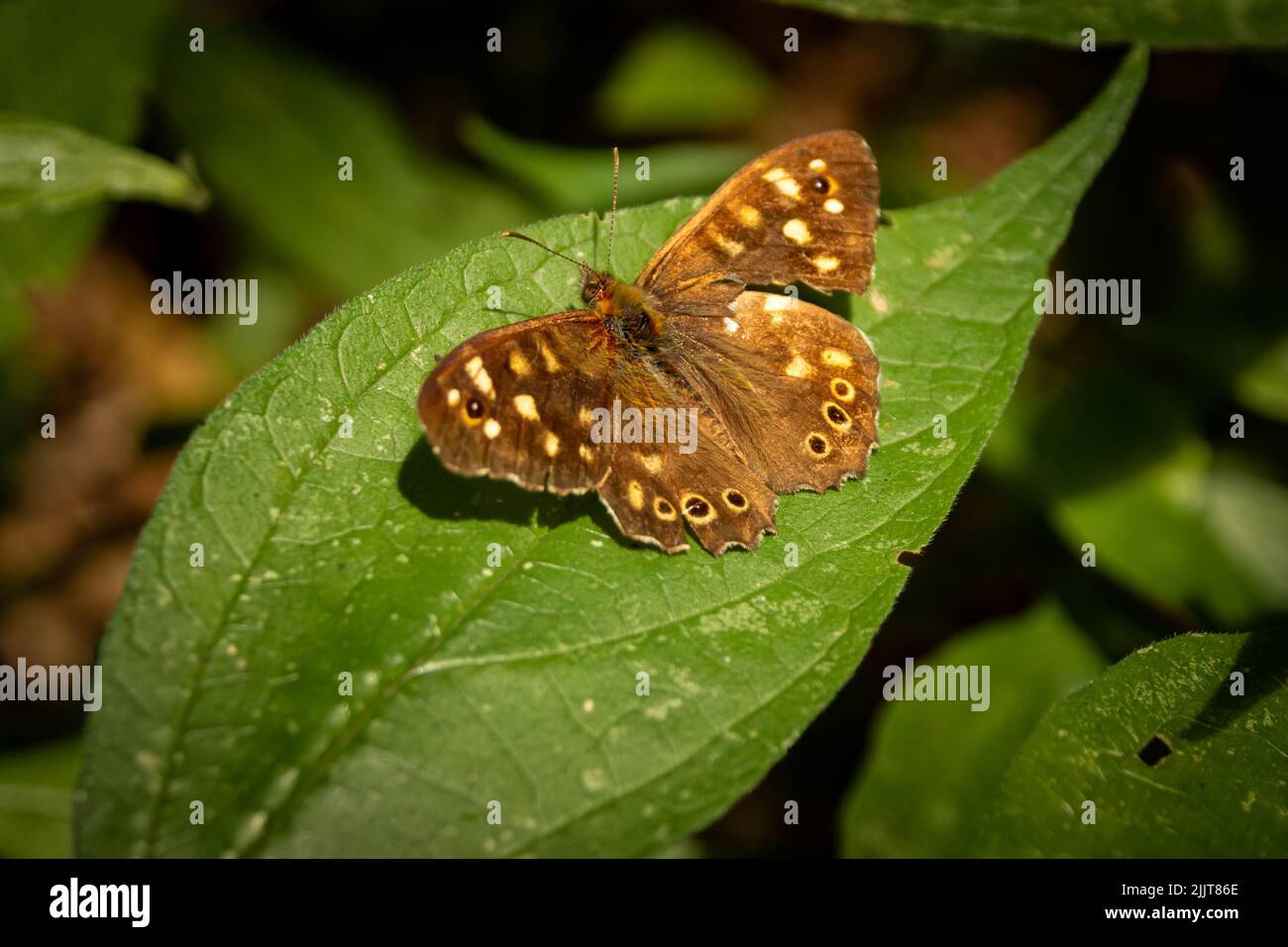 Una piccola farfalla marrone seduta su una foglia in una foresta Foto Stock