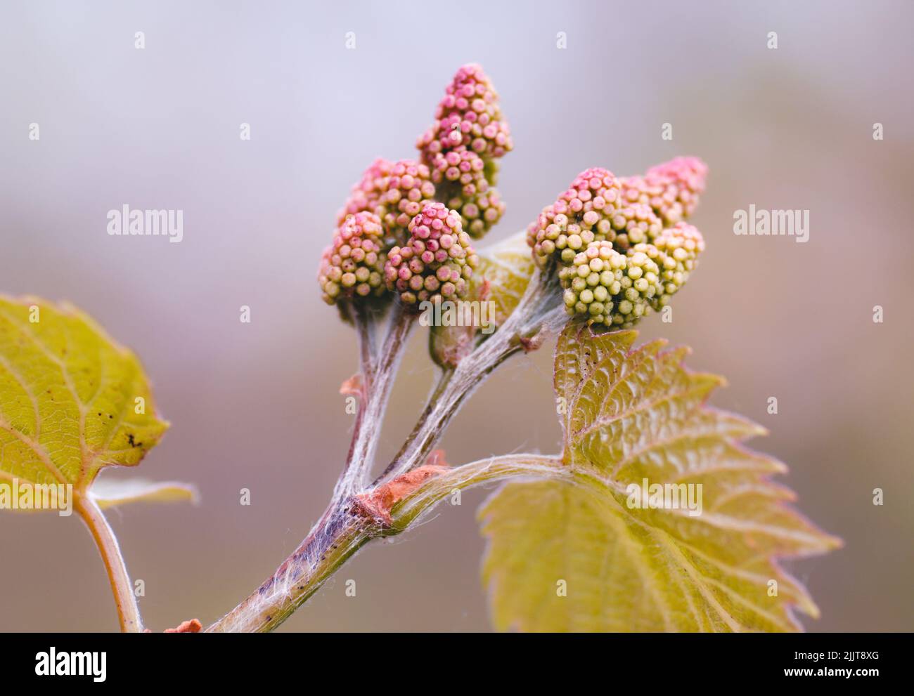Un fuoco selettivo di un fiore di Crimson Glory Vine Foto Stock
