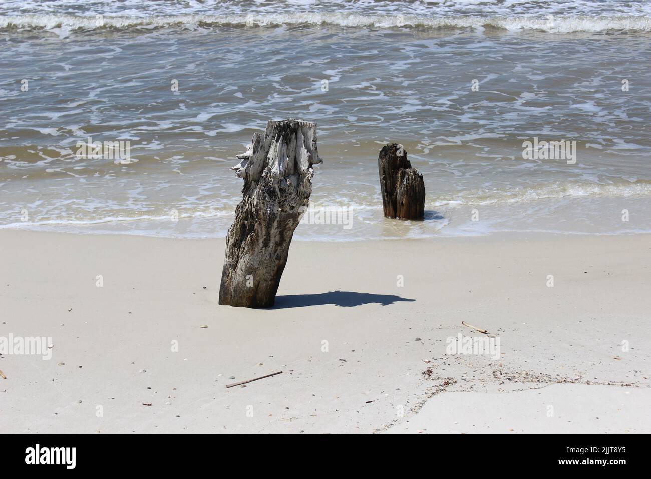 Una bella vista dei resti di vecchi alberi di cipresso e vegetazione sulla bella spiaggia di Capo San Blas Foto Stock