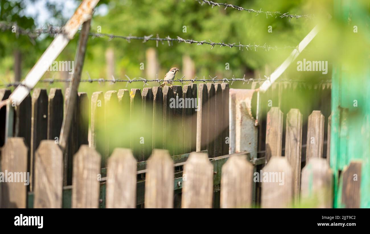 Un fuoco selettivo sparato di un passero di albero eurasiatico adorabile arroccato su una recinzione di legno dietro filo spinato Foto Stock