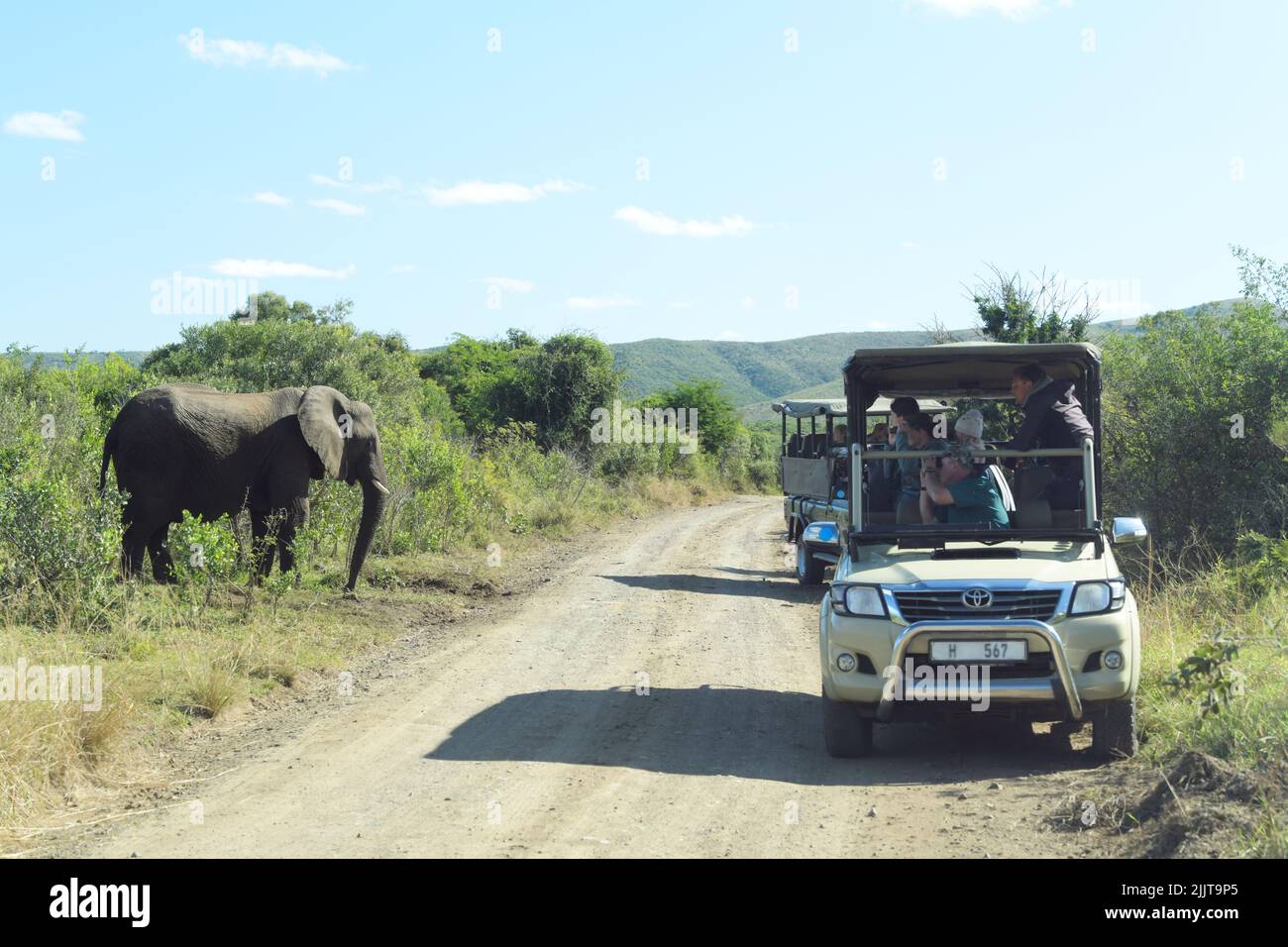 Gruppo di persone in African Safari, guardando l'Africa elefante, Loxodonta africana, vacanza di viaggio, fauna selvatica turistica, contiene loghi, Sudafrica Foto Stock