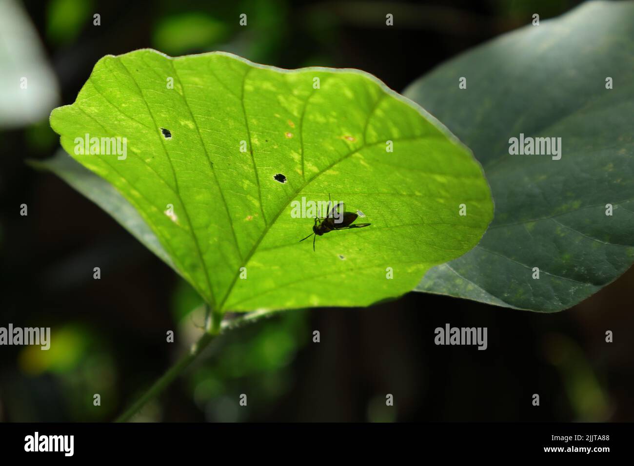 Un piccolo insetto volante che si nasconde sotto una foglia selvaggia in natura Foto Stock