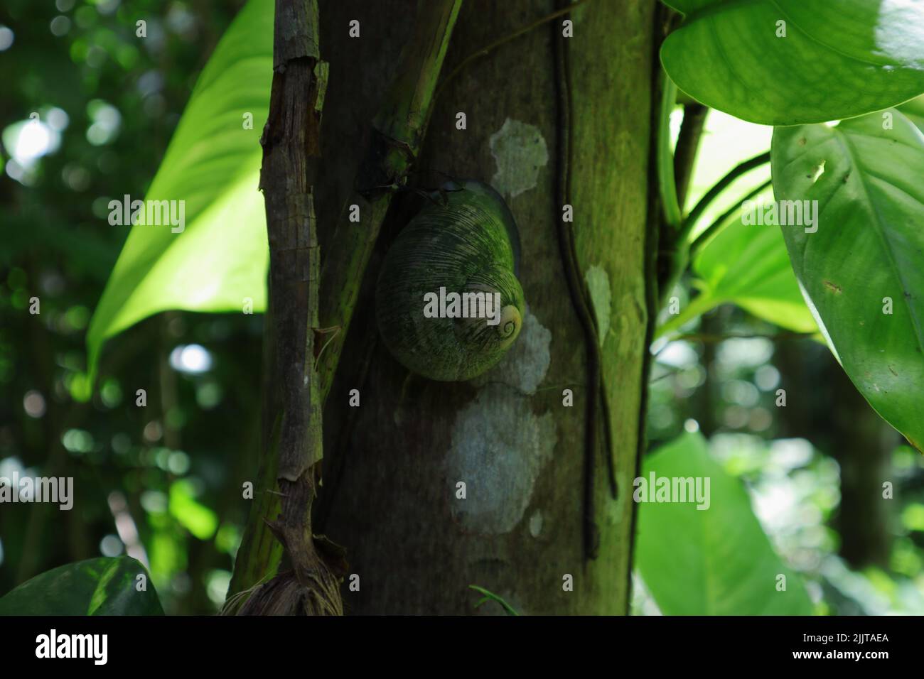 Una chiocciola di terra di Acavus Superbus si trova sulla superficie di un tronco di palma di noce Areca circondato dalla vite del diavolo che si arrampica sull'edera Foto Stock