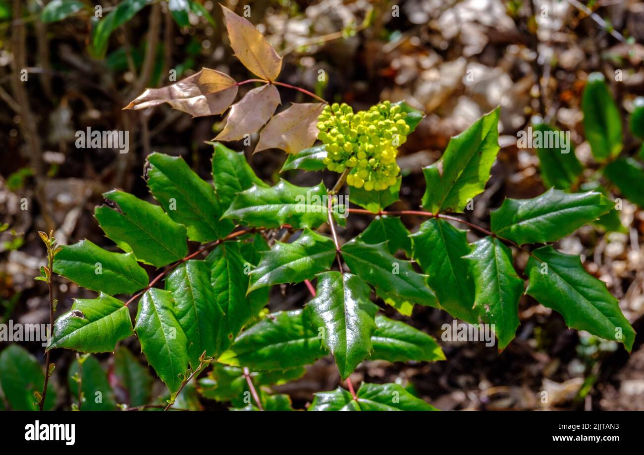 Un primo colpo di foglie verdi su un cespuglio di uva Oregon Foto Stock