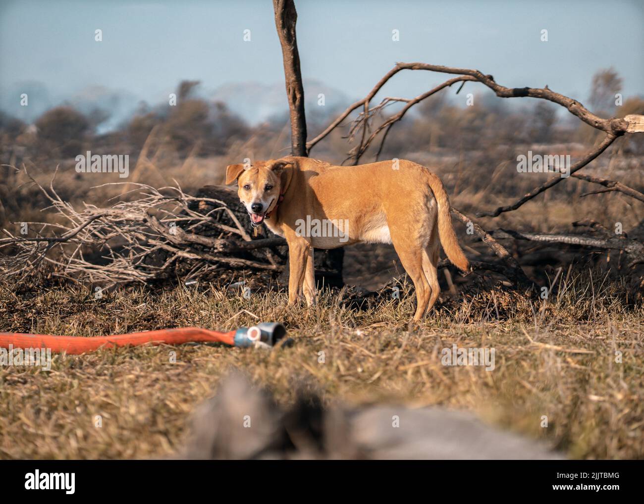Una messa a fuoco poco profonda di un cane marrone aficanis carino su un'erba asciutta Foto Stock