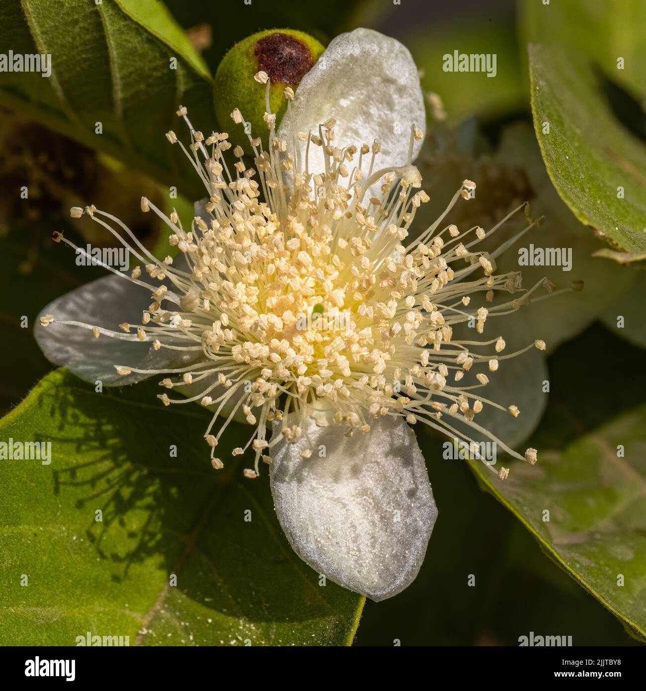Un primo colpo di guava (psidium guajava) fiore Foto Stock