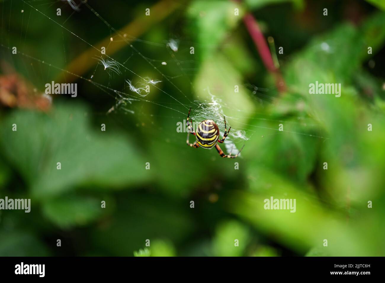 Una vista del ragno con linee gialle e nere fa un nastro Foto Stock
