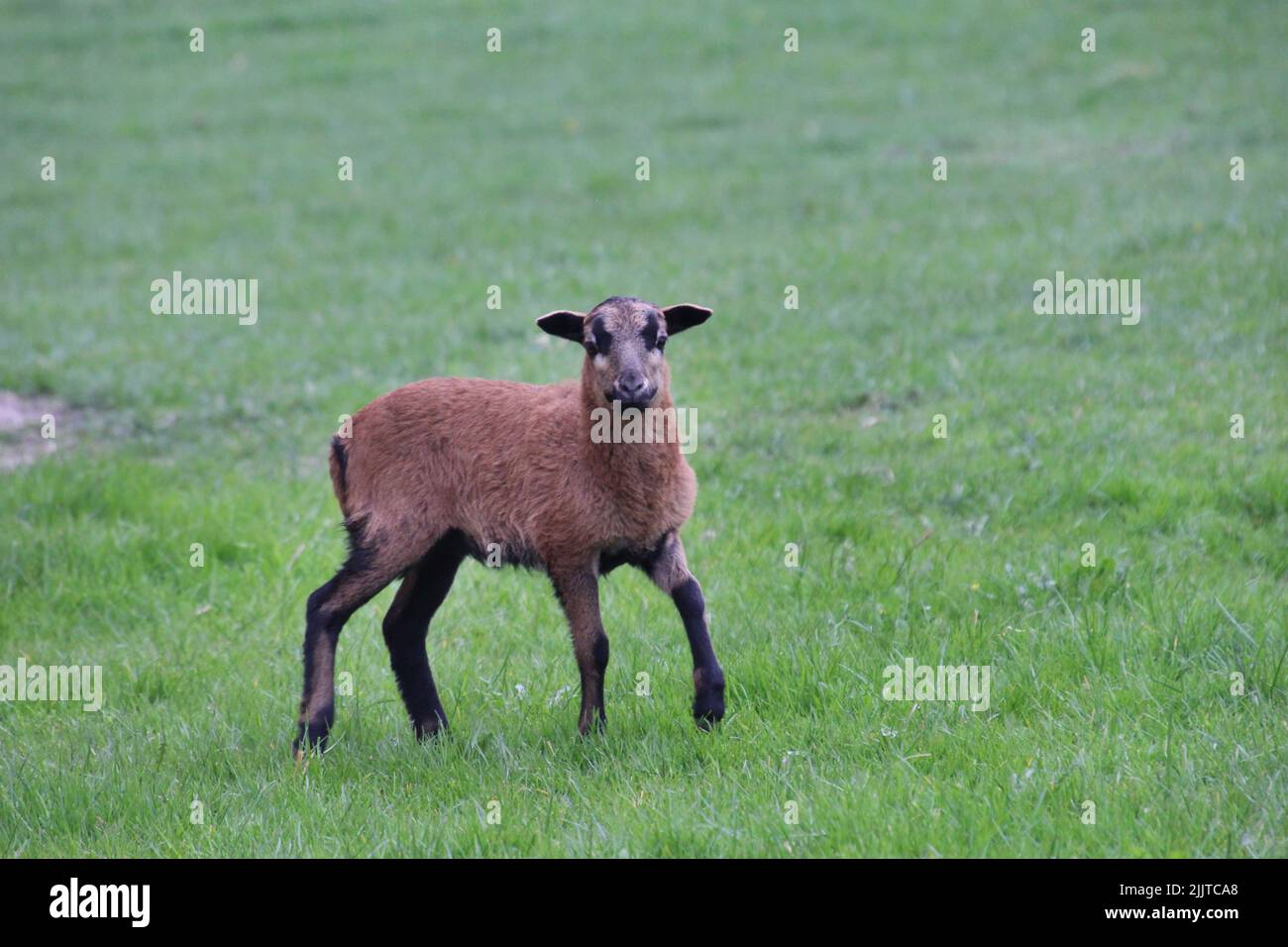 Un primo piano di una pecora Camerun che cammina su un'erba Foto Stock