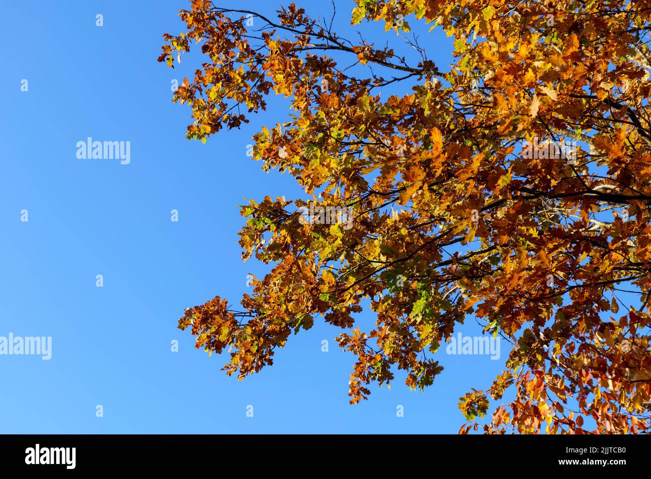 Un angolo basso di foglie autunnali su un albero su sfondo cielo blu Foto Stock