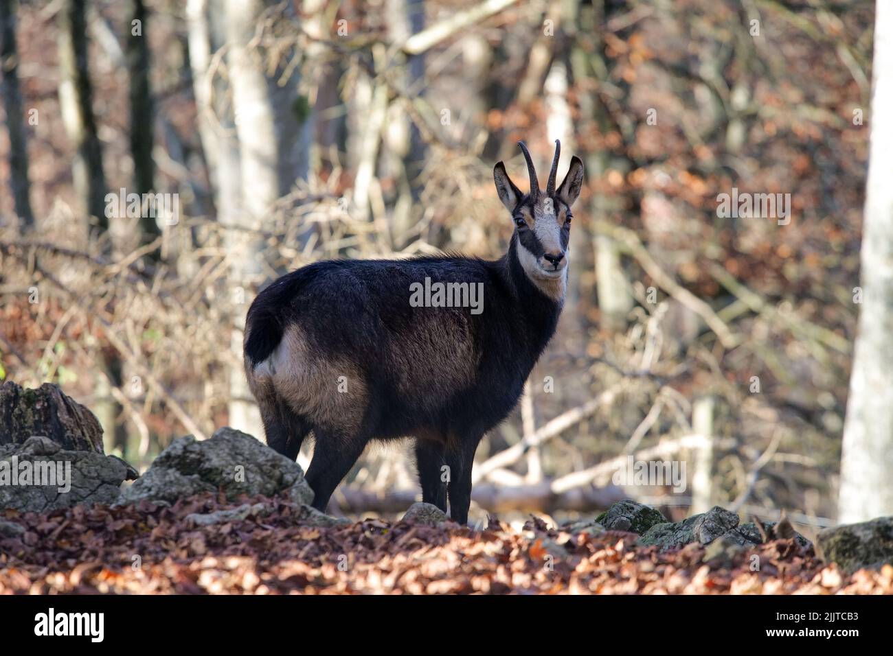 Un primo piano di un camoscio o camoscio alpino in piedi in una foresta Foto Stock