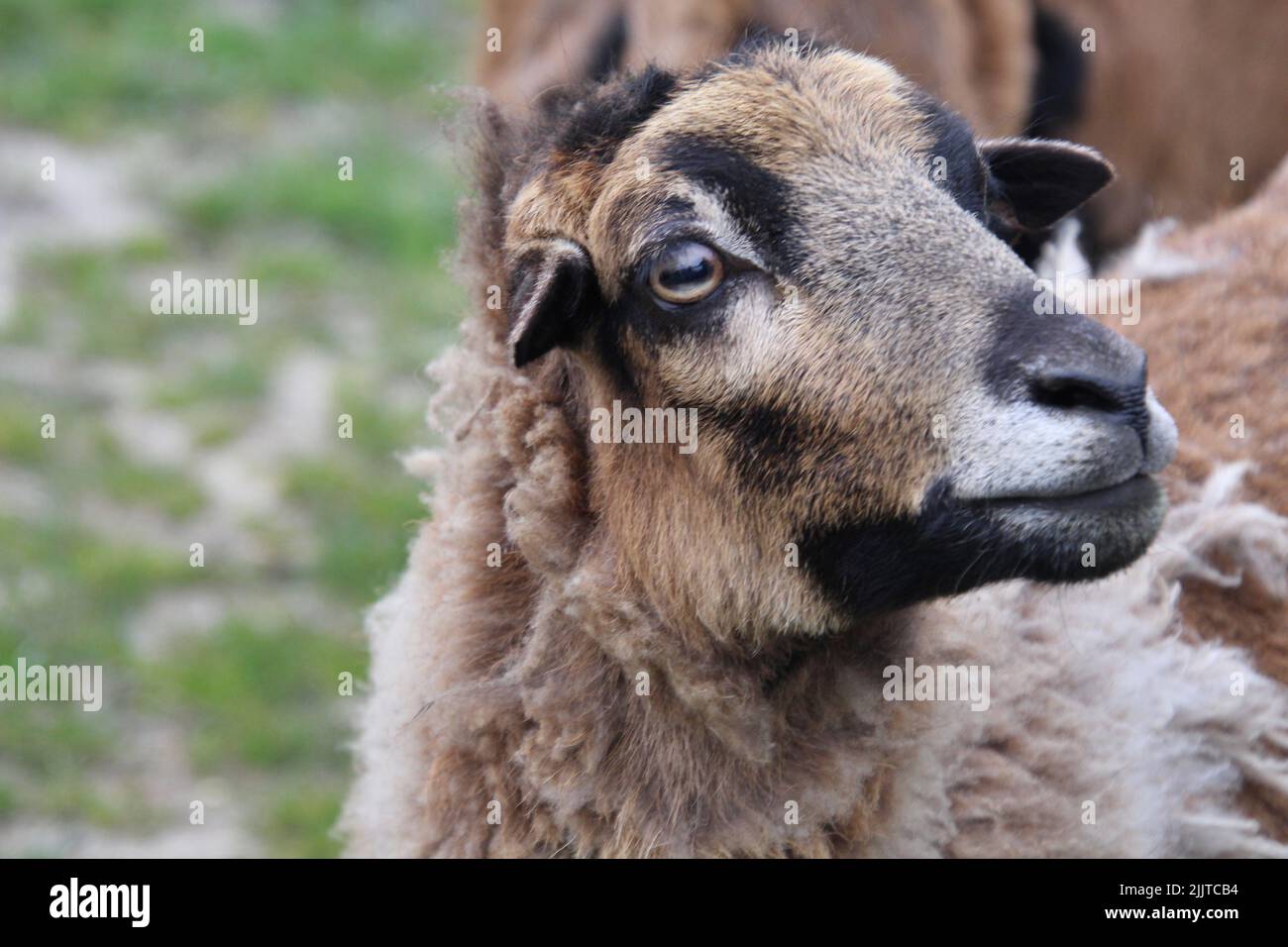 Un primo piano di una testa di pecora Camerun Foto Stock