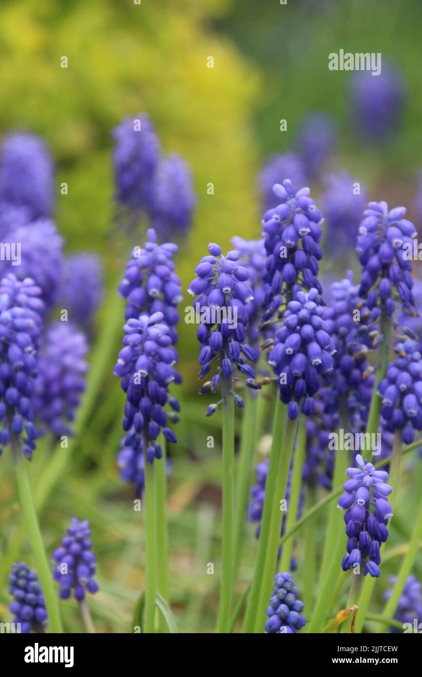 Una verticale di fiori di Muscari armeniacum (uva Iacinto) Foto Stock