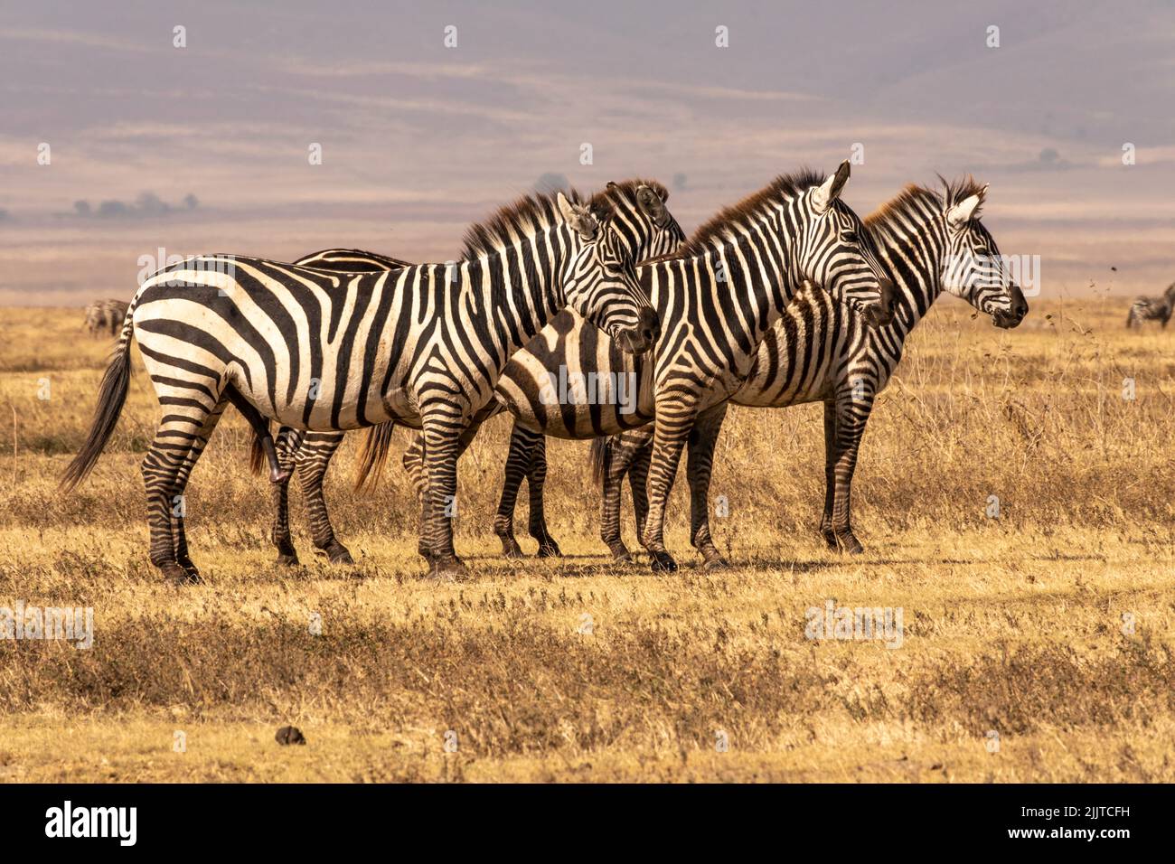 Zebra in Masai Mara Game Reserve del Kenya Foto Stock