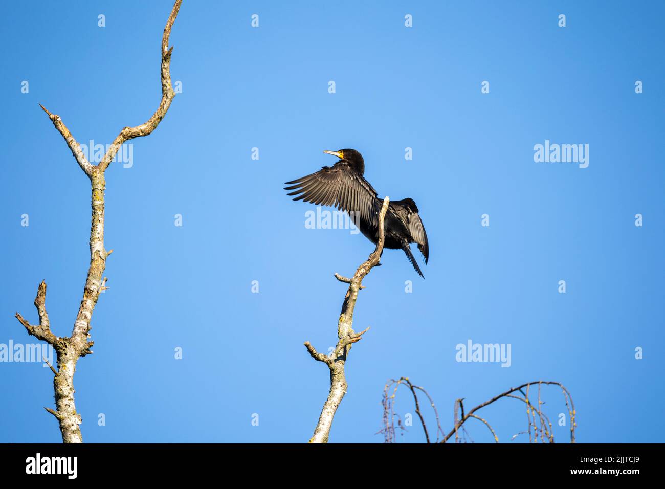 Un grande cormorano (Phalacrocorax carbo) uccello con le ali sparse sta per decolgere da un ramo Foto Stock