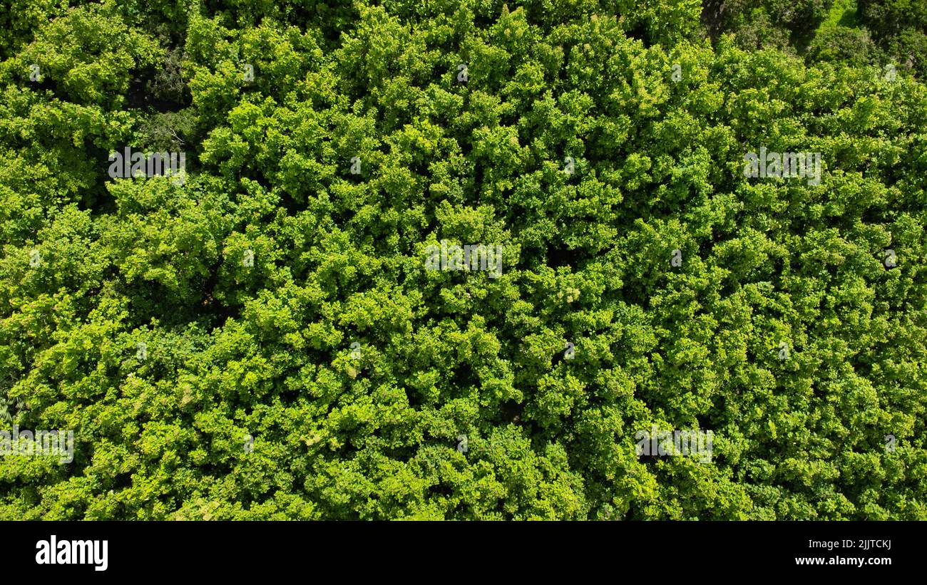 Vista aerea degli alberi tropicali nella stagione delle piogge nella Thailandia rurale settentrionale. Drone che vola sopra la foresta. Sfondo naturale da un drone. Foto Stock