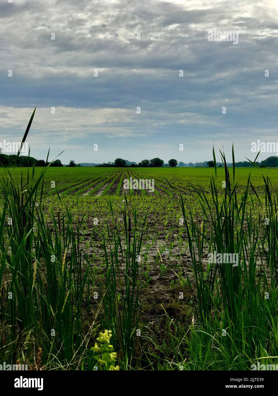 Una bella vista di un campo con erba fresca sotto il cielo nuvoloso Foto Stock