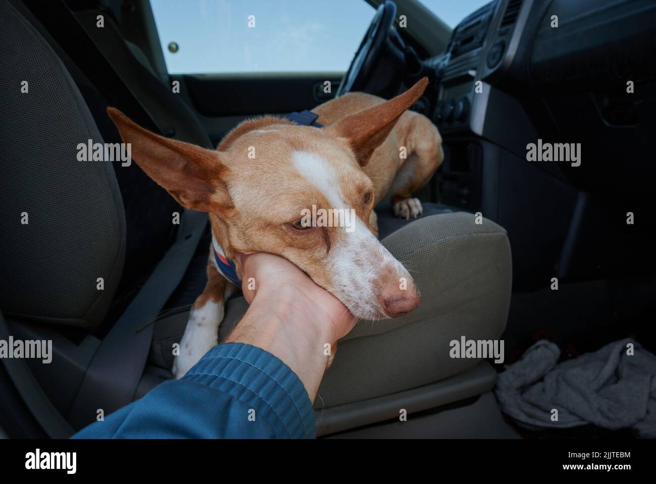 Primo piano di una mano che tiene la museruola di un cane andaluso in un'auto Foto Stock