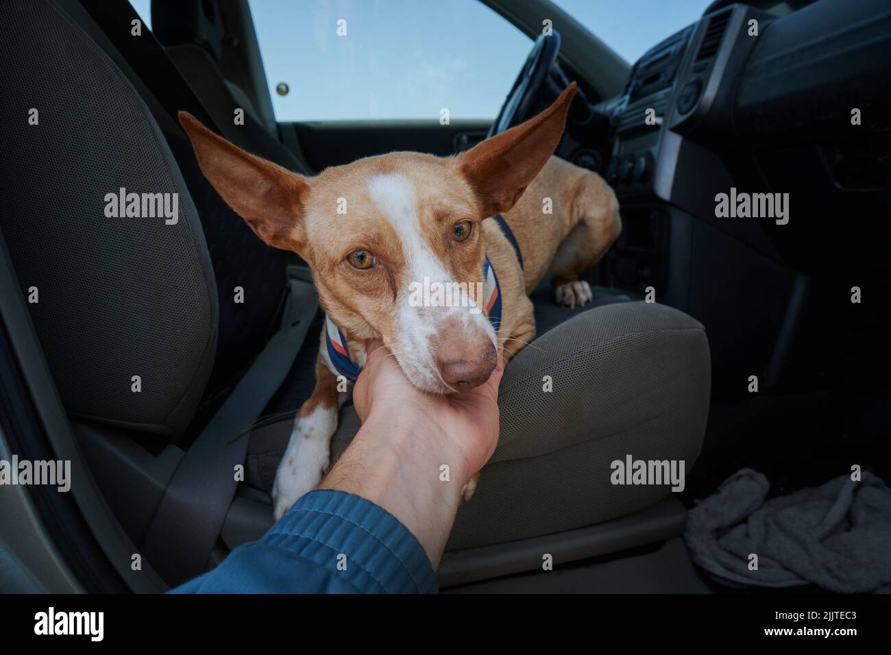 Primo piano di una mano che pattina la museruola di un cane andaluso in un'auto Foto Stock