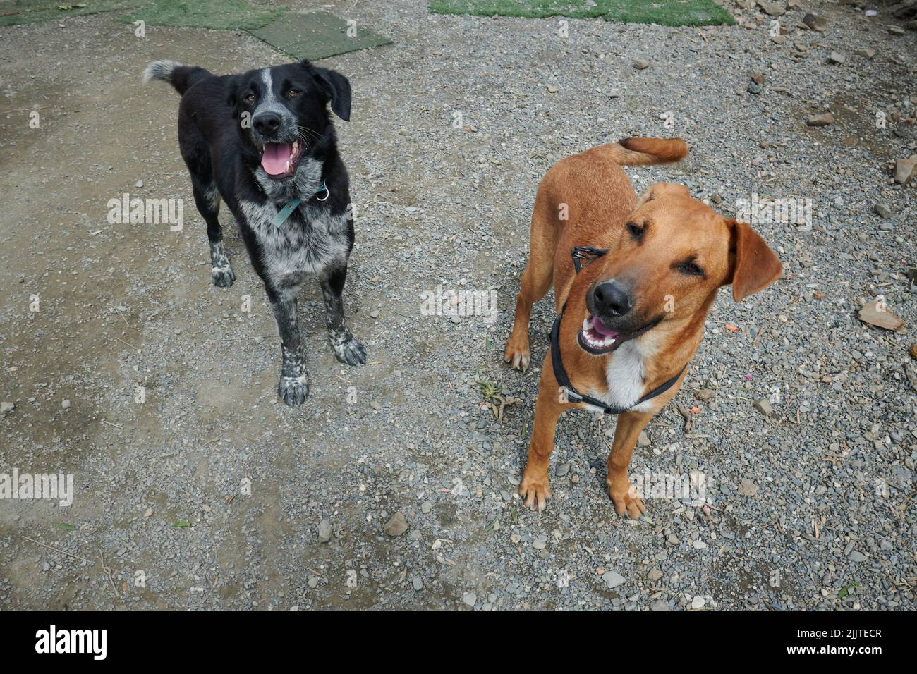 Un paio di un allegro mongrel e Husky mix di cani che riposano all'aperto Foto Stock