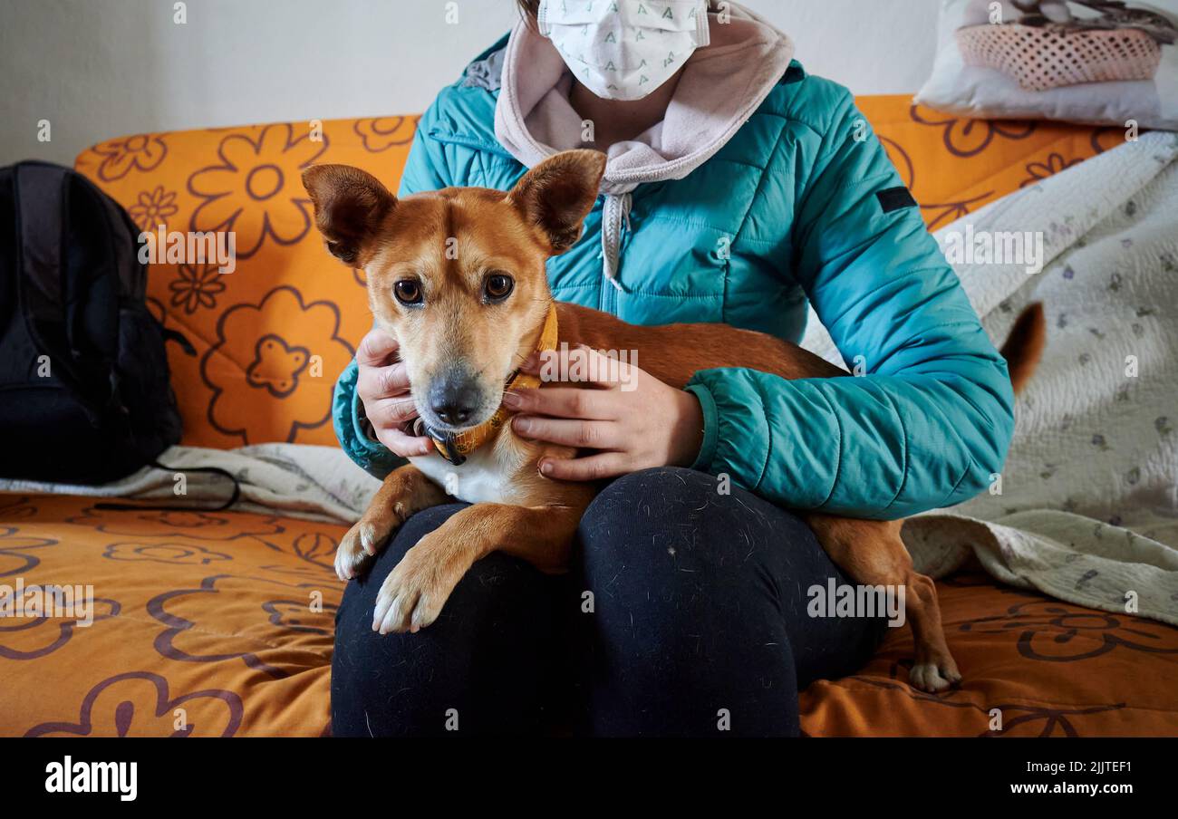 Un primo piano di un cane sulle gambe di una donna su un divano Foto Stock