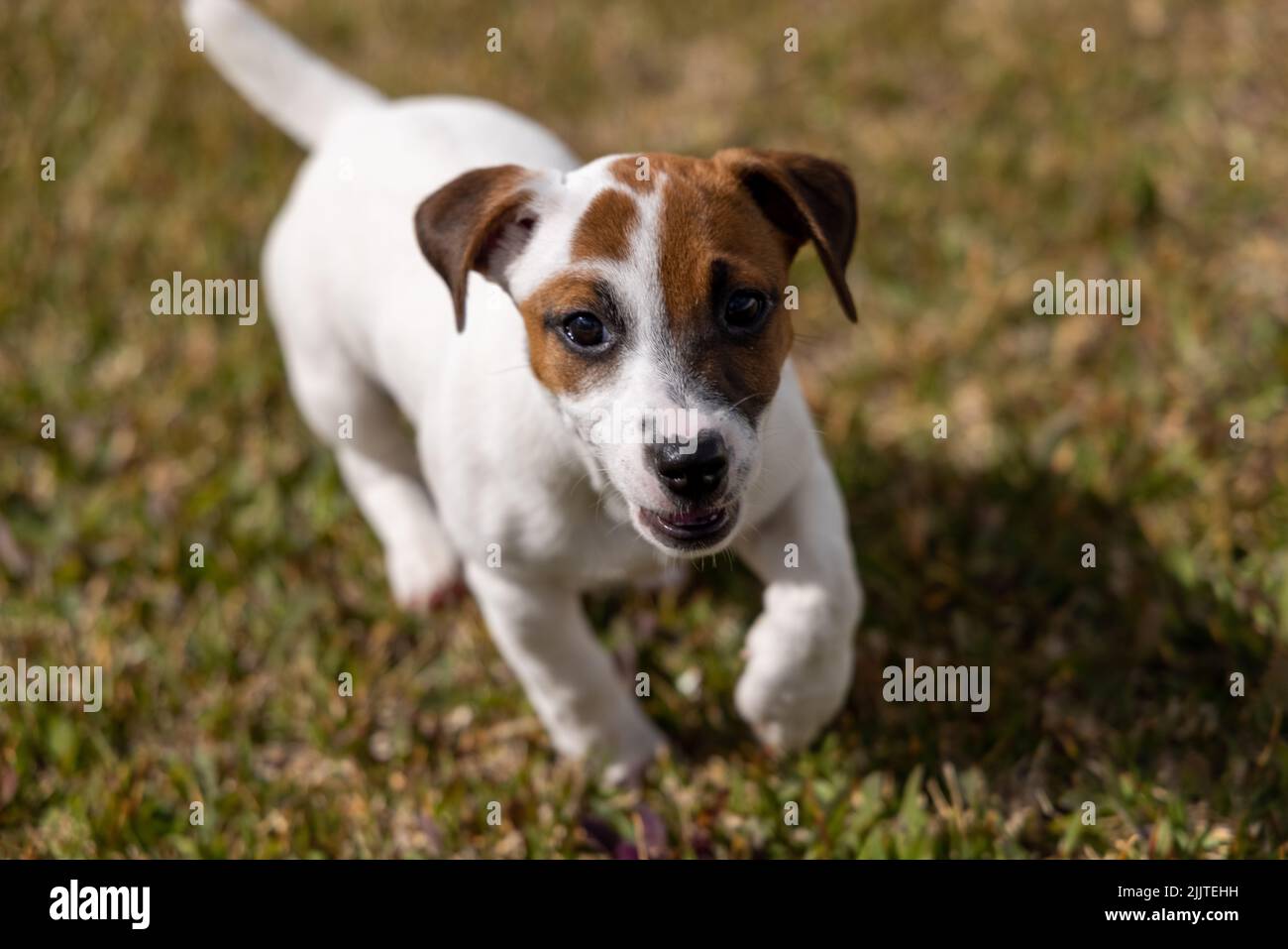 Un primo piano di un carino cucciolo di corsa marrone e bianco Foto Stock