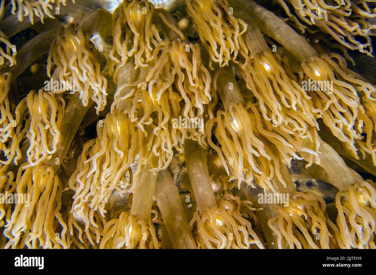 Corallo duro, Goniopora stokesi, Poritidae, Anilao, Batangas, Filippine, Oceano Indo-pacifico, Asia Foto Stock