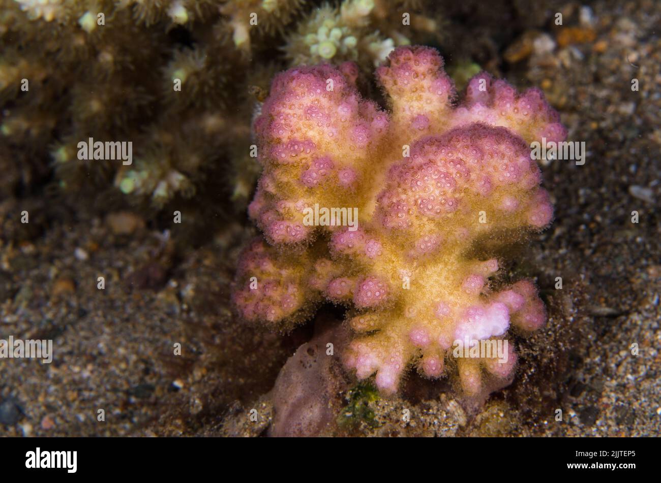 Corallo duro, Pocillopora damicornis, Pocilloporidae, Anilao, Batangas, Filippine, Oceano Indo-pacifico, Asia Foto Stock