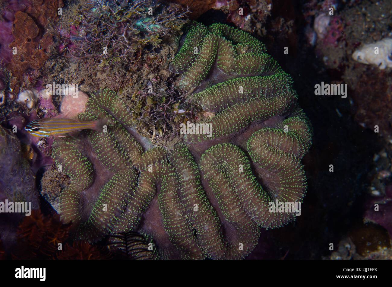 Corallo duro, Trachyphyllia geoffroyi, Trachyphylliidae, Anilao, Batangas, Filippine, Oceano Indo-pacifico, Asia Foto Stock