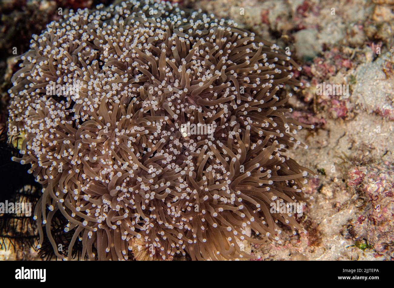 Funghi Corallo, Heliofungia actiniformis, Fungiidae, Anilao, Batangas, Filippine, Oceano Indo-pacifico, Asia Foto Stock