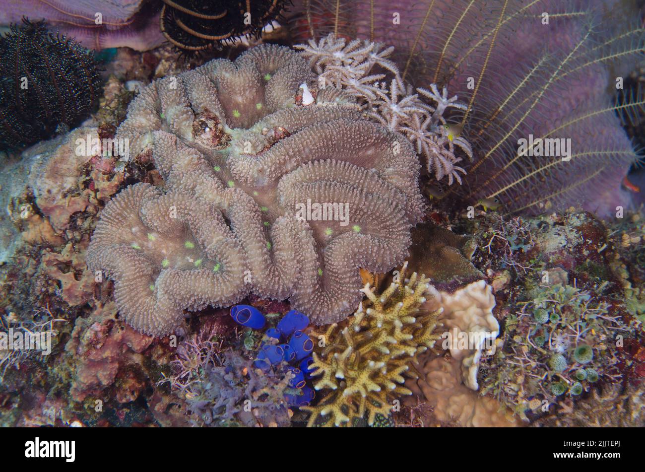 Corallo duro, Trachyphyllia geoffroyi, Trachyphylliidae, Anilao, Batangas, Filippine, Oceano Indo-pacifico, Asia Foto Stock
