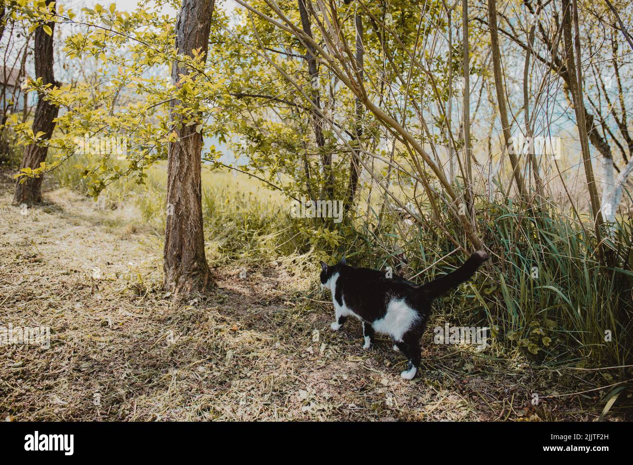 Il gatto bicolore che passa per i cespugli nel parco. Foto Stock