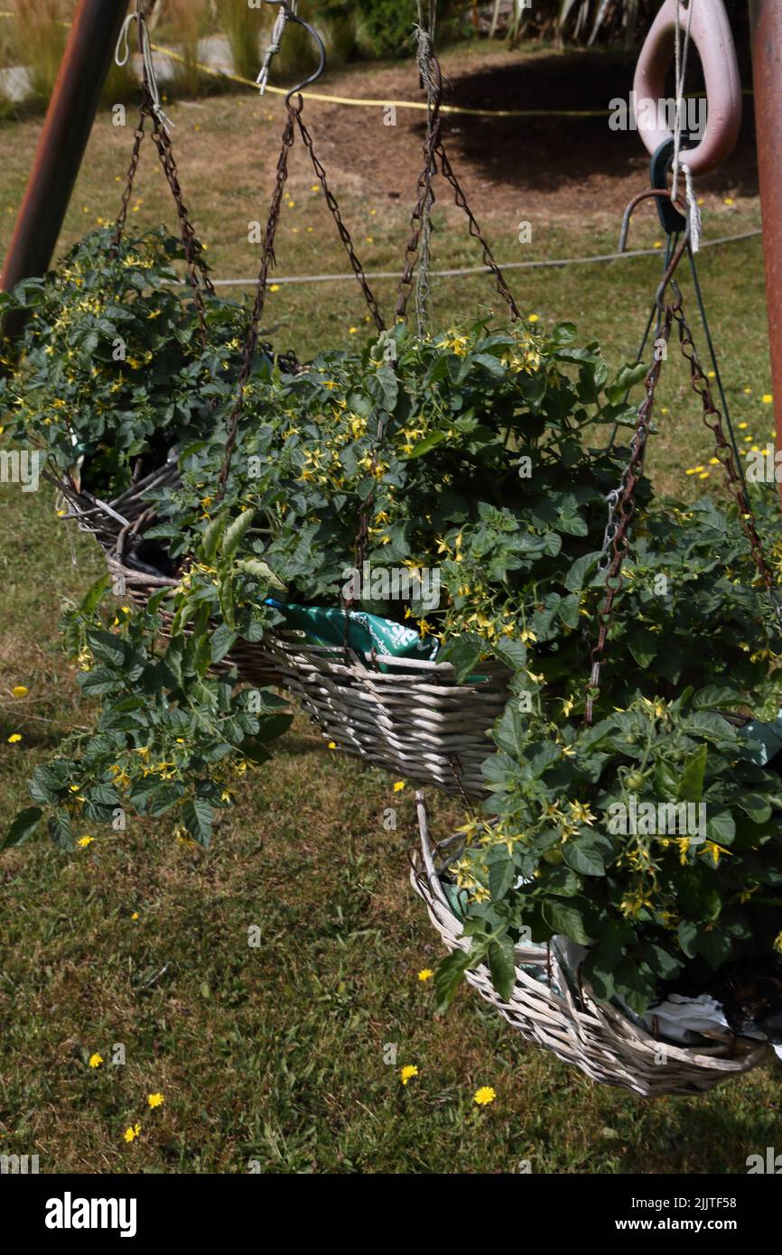 Pomodori Tomatina Baby che crescono in cesti di sospensione su Un set Swing in Garden Surrey Inghilterra Foto Stock