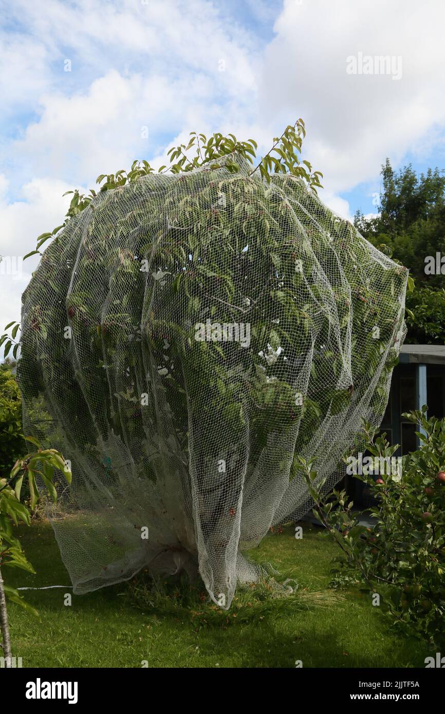 Rete a rete su un albero di ciliegia per proteggere la frutta da uccelli Surrey Inghilterra Foto Stock