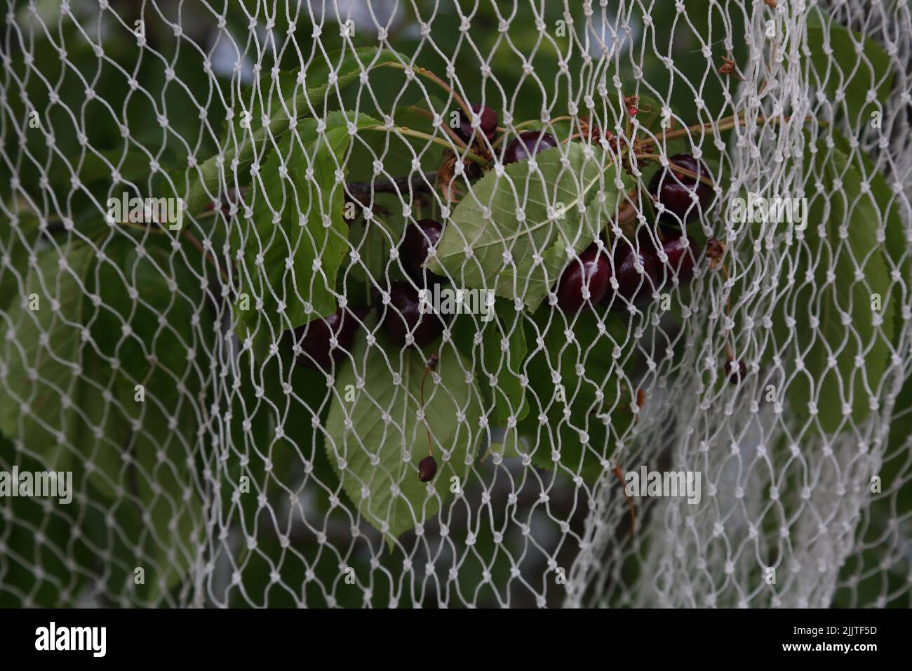 Rete a rete su un albero di ciliegia per proteggere la frutta da uccelli Surrey Inghilterra Foto Stock