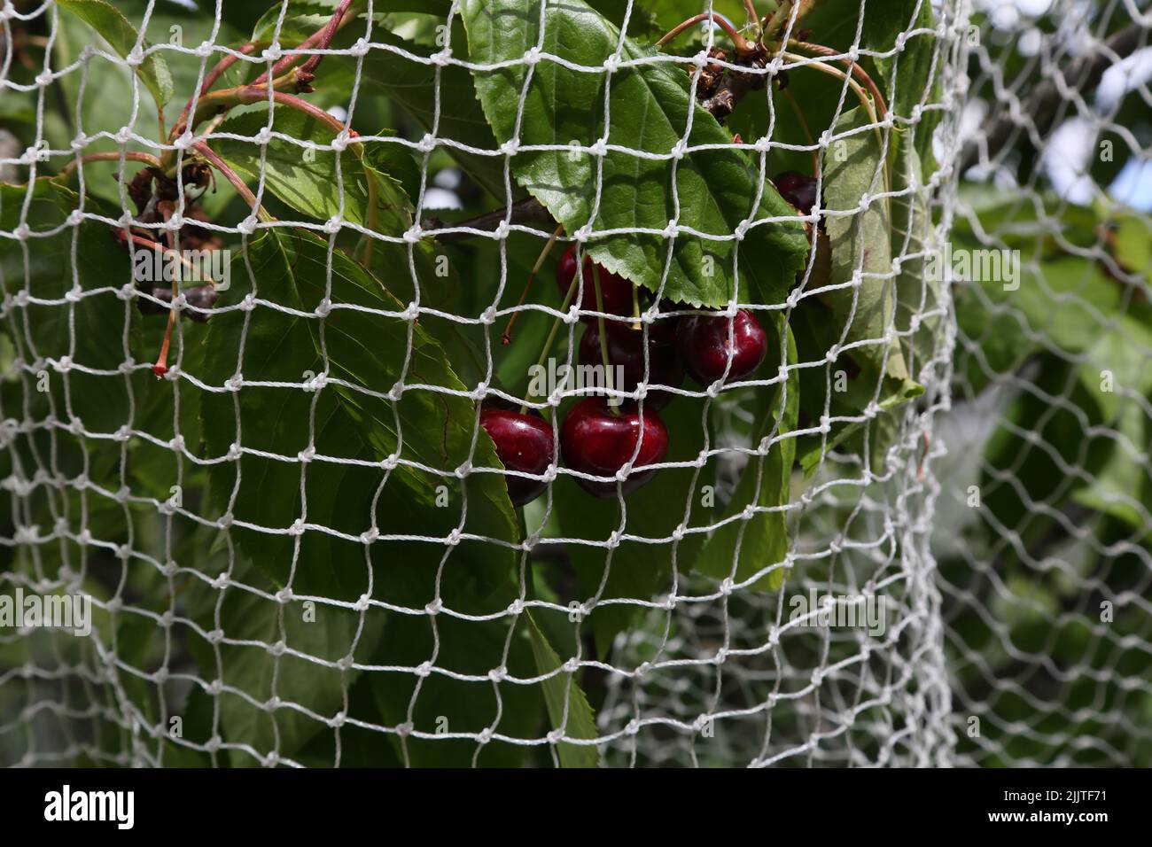 Rete a rete su un albero di ciliegia per proteggere la frutta da uccelli Surrey Inghilterra Foto Stock