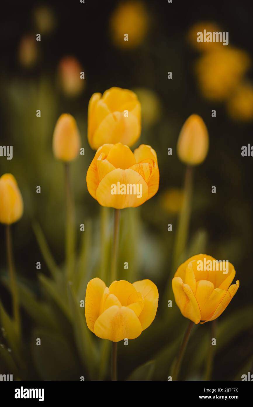 Un primo piano verticale dei tulipani gialli da giardino, Tulipa gesneriana. Messa a fuoco selezionata. Foto Stock