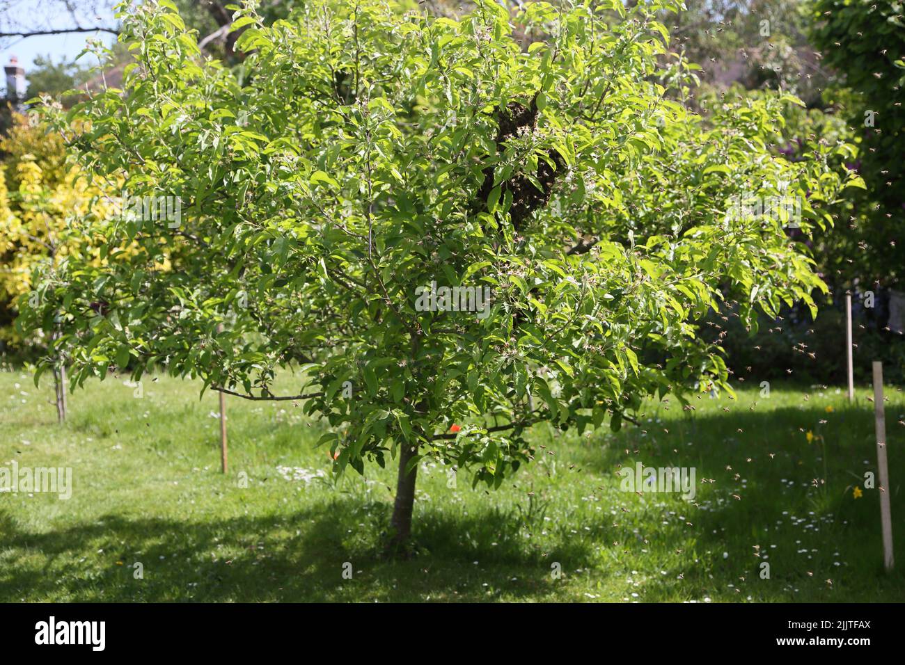 Le api del miele che inghiottire in albero di Apple nel Surrey di maggio Inghilterra Foto Stock
