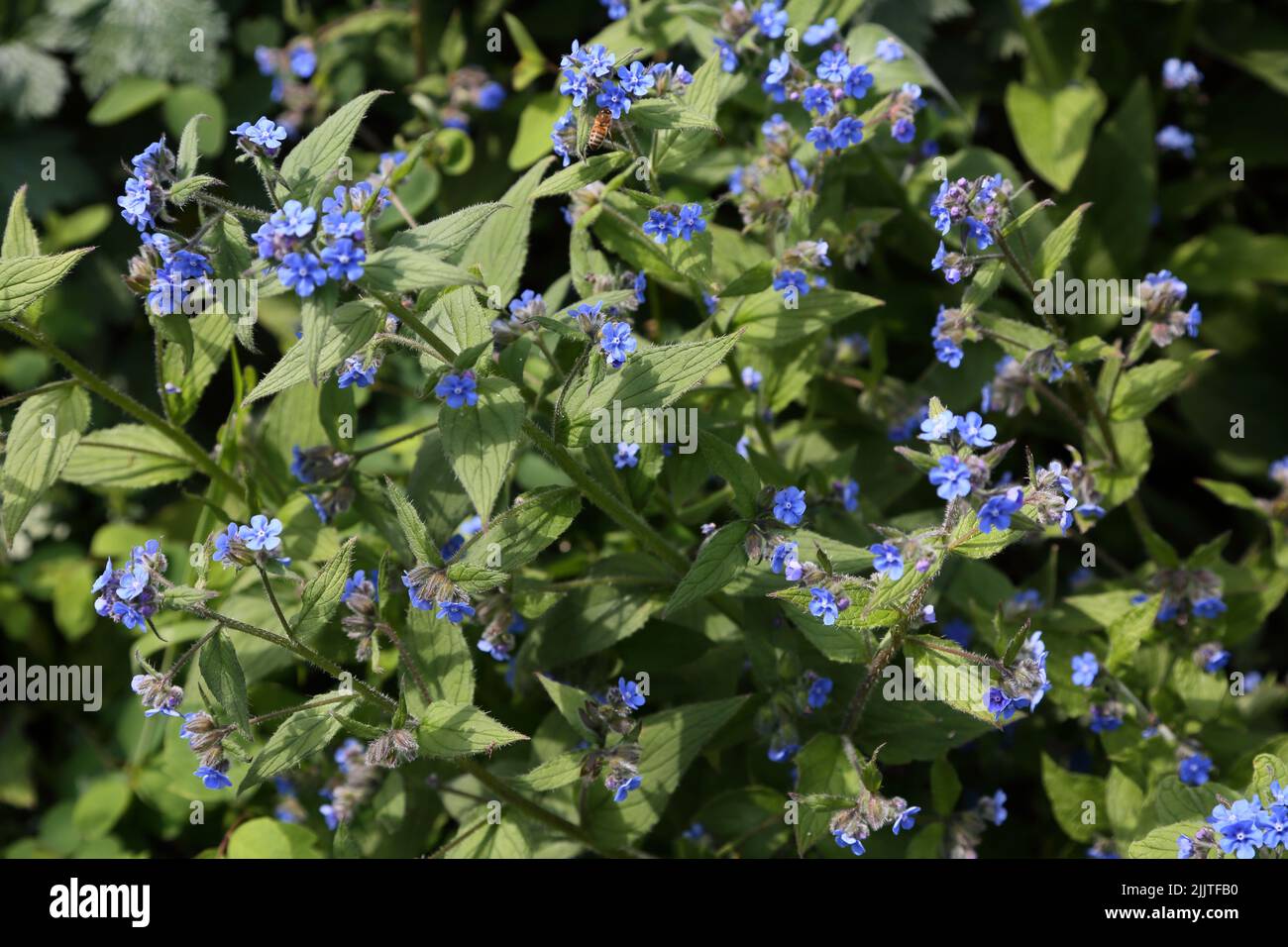 Forget Me Nots Fiori Surrey Inghilterra Foto Stock
