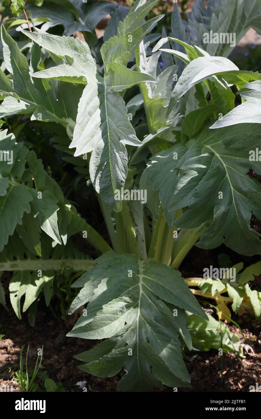 Pianta di carciofo che cresce in Garden Surrey Inghilterra Foto Stock