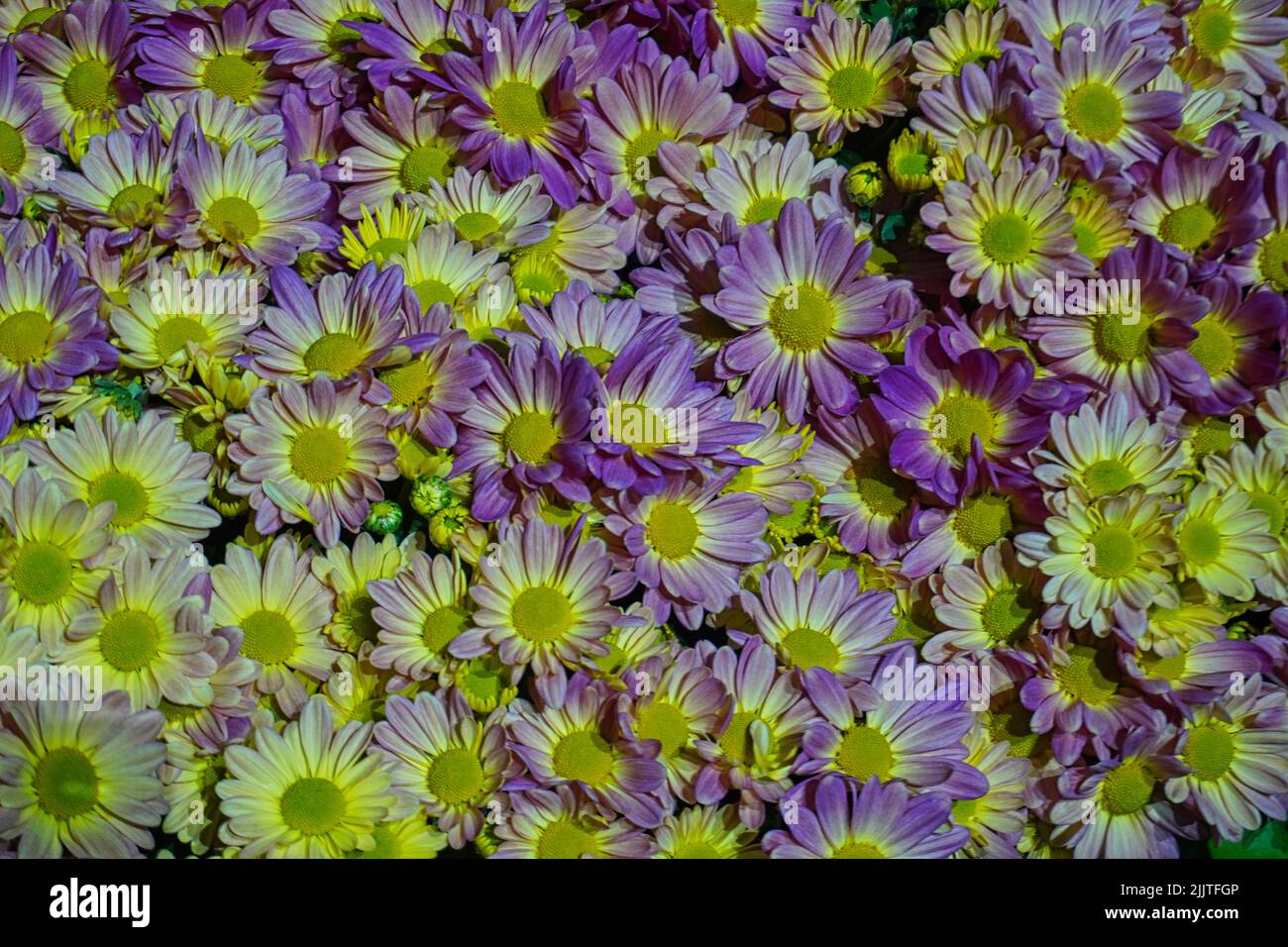 Un primo piano di margherite viola che crescono in un campo in una giornata di sole Foto Stock
