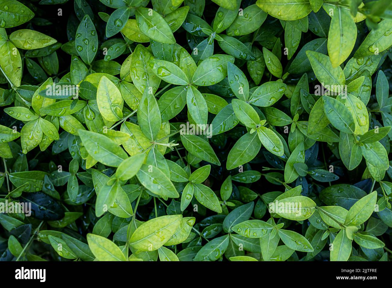 sfondo di piccole foglie verdi per cosmetologia, farmacologia, medicina Foto Stock