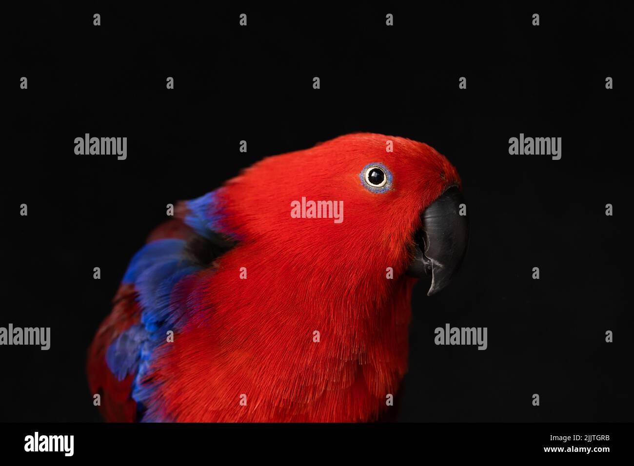 Profondità di campo poco profonda foto di una femmina prigioniero rosso e blu eclectus pappagallo (Eclectus roratus) guardando la fotocamera con uno sfondo nero Foto Stock