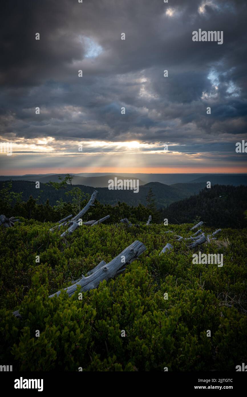 Un colpo verticale di campo verde con boschi sullo sfondo delle montagne durante il tramonto Foto Stock