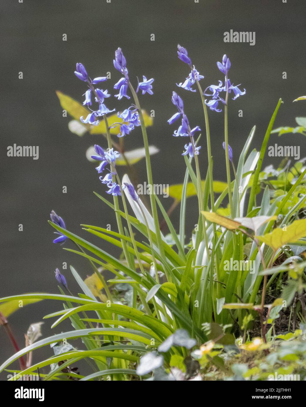 Un colpo verticale delle bluebells comuni che fioriscono nel giardino Foto Stock