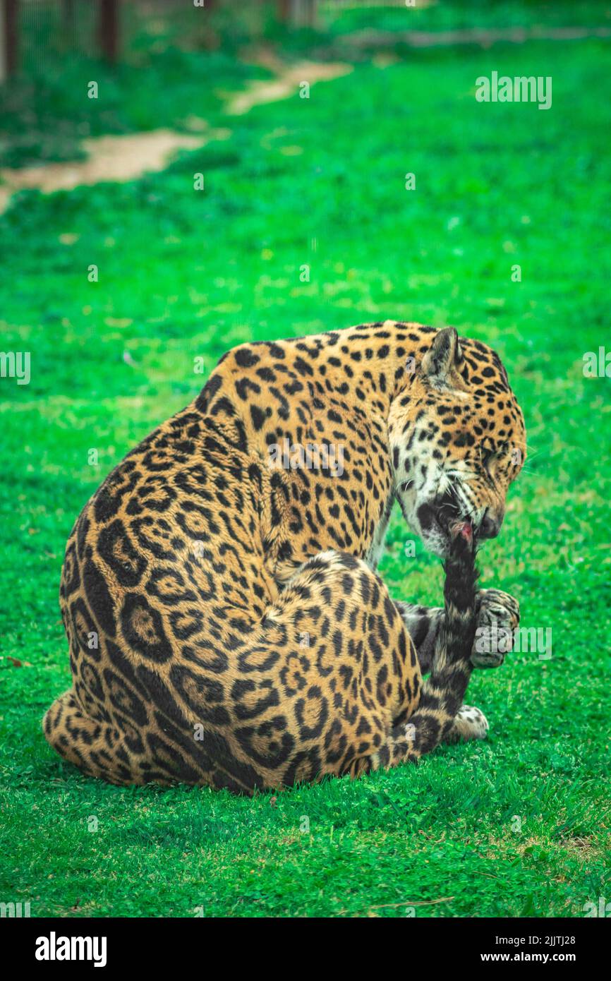 Una Jaguar pulisce la coda sull'erba verde Foto Stock