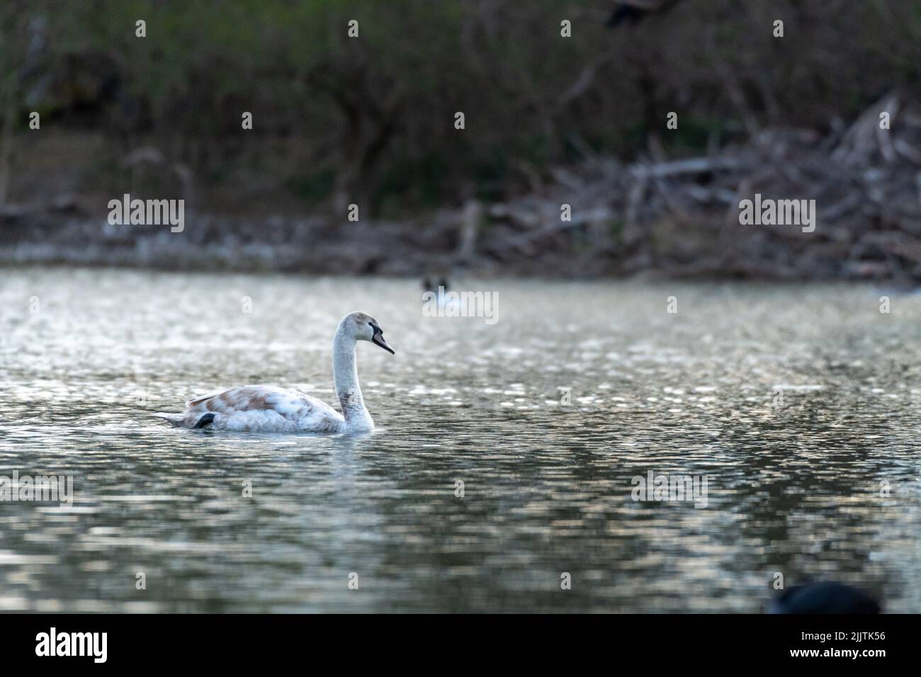 Una piccola messa a fuoco di Mute Swan nuoto nel lago Foto Stock