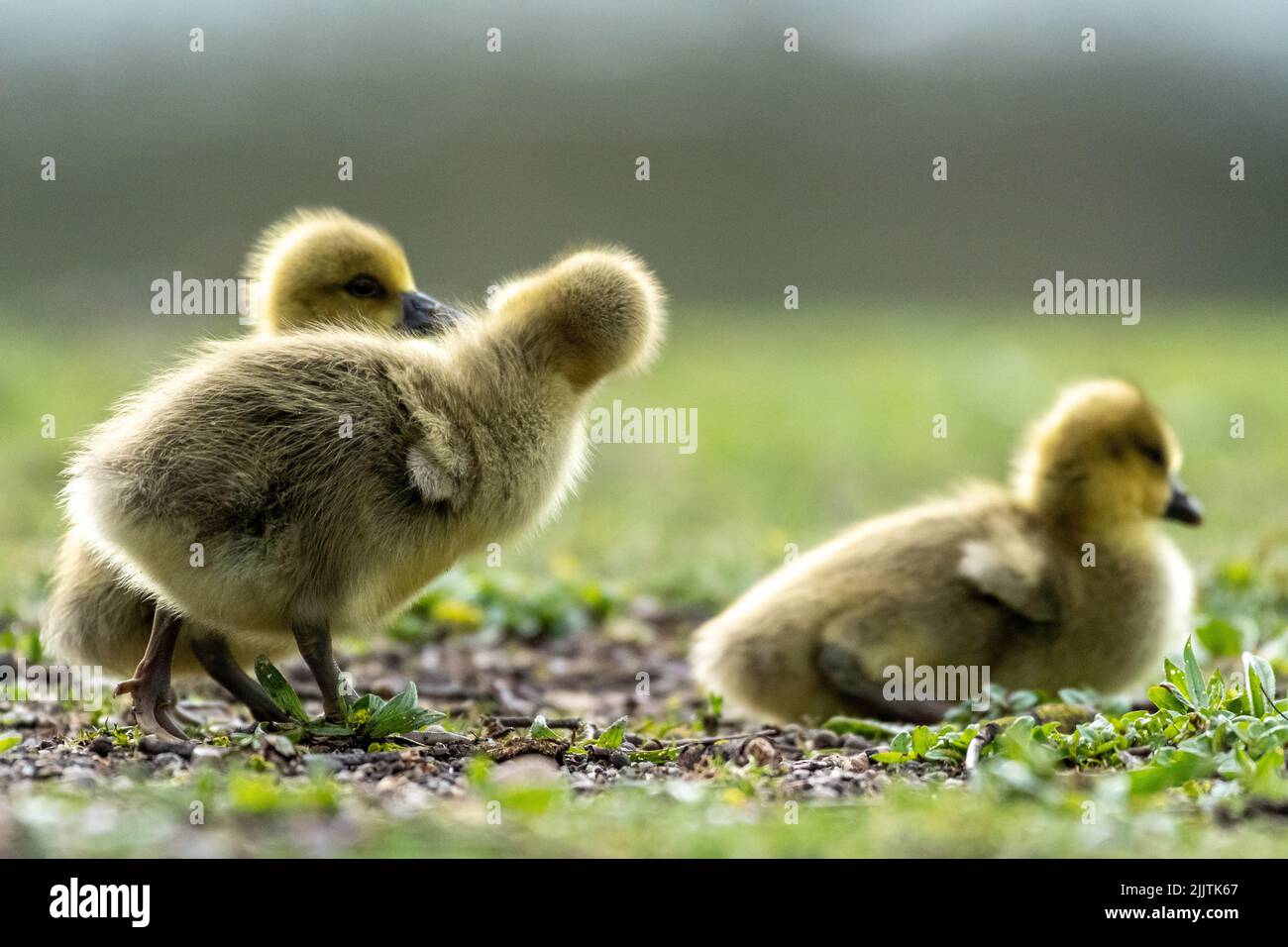 Gli adorabili imbragature che giocano e riposano nel parco Foto Stock