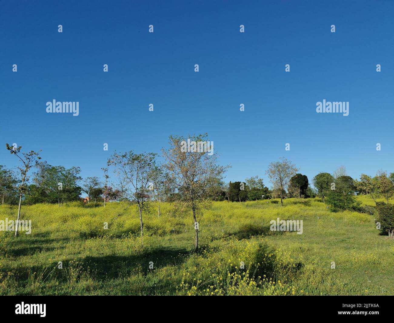 Una vista panoramica degli alberi che crescono in un campo contro il cielo senza nuvole Foto Stock